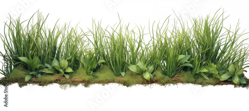 green grass border with transparent background