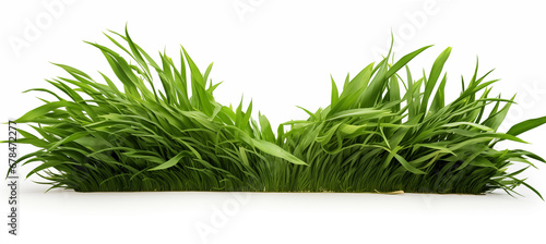 green grass border with transparent background