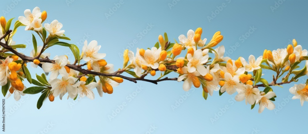 Mango blossoms during peak season are stunning Mango blossoms during peak season are stunning