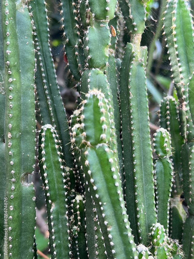 close - up view of beautiful exotic cactus in the garden close - up view of beautiful exotic cactus in the garden