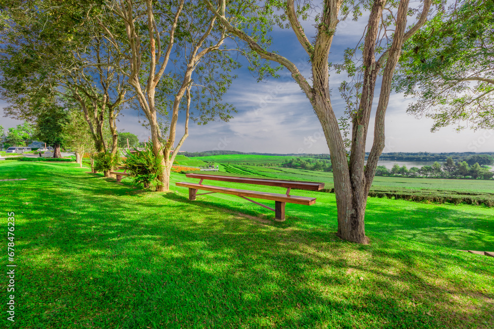 natural background of many species of plants that are laid out in the park, for the propagation of the species and to provide shade for those who stop by while traveling to study the ecology.