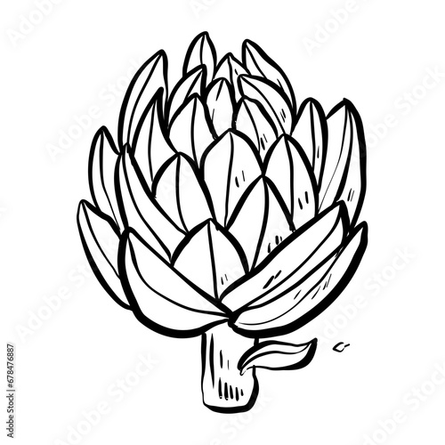 handdrawn artichoke