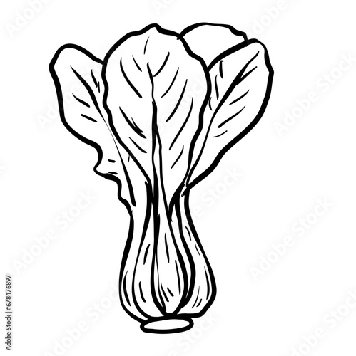 handdrawn bok choy