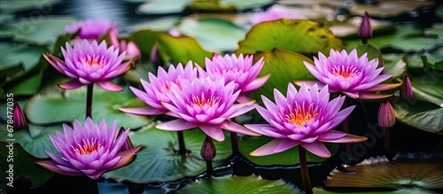 Water lilies plant in the botany garden