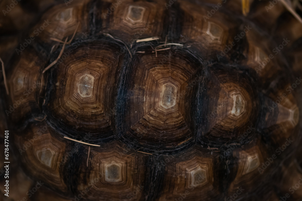 Close-up of a strong looking turtle shell.