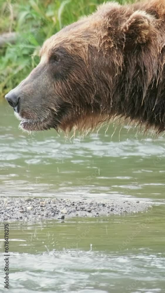 Big brown bear eating a caught salmon, Kamchatka, Russia. Vertical video Big brown bear eating a caught salmon, Kamchatka, Russia. Vertical video