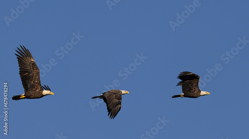 Eagle in Flight © Brad