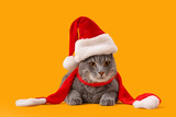 Cute cat in Santa hat lying on yellow background