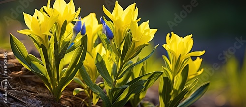The Grand Yellow Gentian or Gentiana Lutea photo
