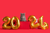 Cute cat in Christmas gift box with figure 2024 on red background