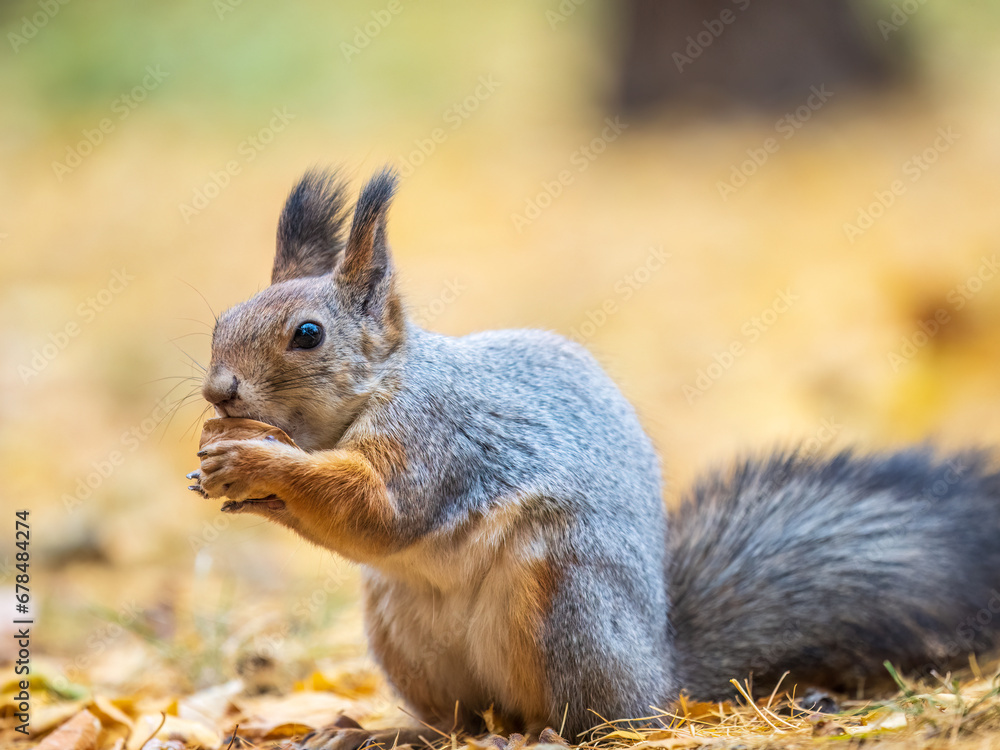 Autumn squirrel with nut sits on green grass with fallen yellow leaves Autumn squirrel with nut sits on green grass with fallen yellow leaves