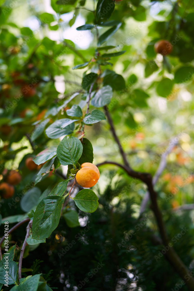 Yellow persimmon grows on a tree branch in a green garden