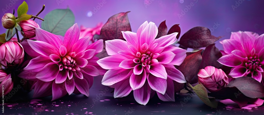 Gorgeous magenta and violet winter blooms