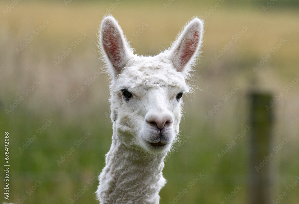 white llama portrait