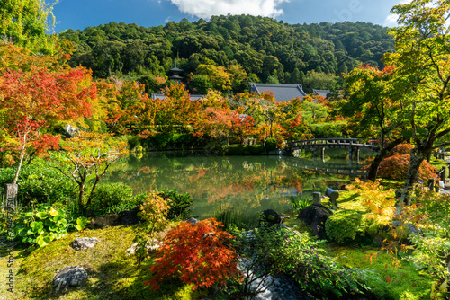 Autumn leaves