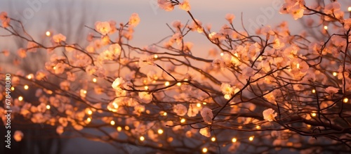 Winter lights illuminate blooming trees at sunset
