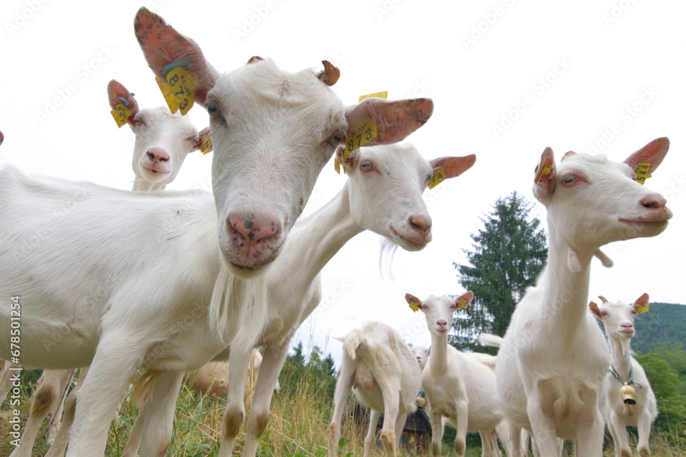 Funny animal photo. Many curious goats stare at the camera during hiking trip. Small mountain farm in Triglav national park near to Lake Bohinj. Slovenia.
Funny animal photo. Many curious goats stare at the camera during hiking trip. Small mountain farm in Triglav national park near to Lake Bohinj. Slovenia.