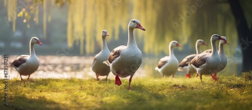Geese walking on grass in park