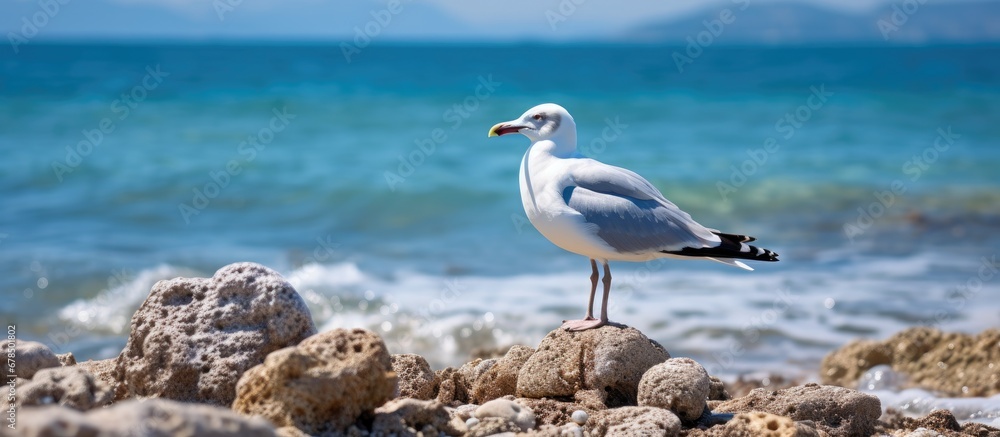 Gull perched on rocky shoreline Gull perched on rocky shoreline