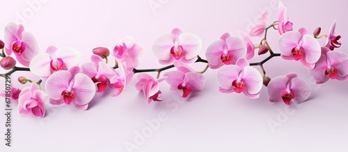 Stunning pink orchid blossoms