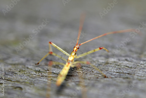 Wallpaper Mural ヒゲナガサシガメの幼虫（自然光＆ストロボ・マクロレンズ接写） Torontodigital.ca