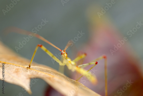 ヒゲナガサシガメの幼虫を背後から（自然光＆ストロボ・マクロレンズ接写） © SAIGLOBALNT