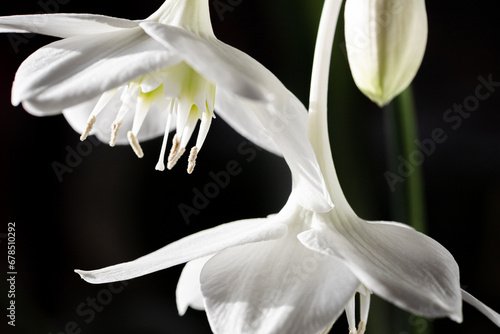 Amazon lily, Big white lily flowers on dark background. Eucharis amazonica. High quality photo for product display, visual content.