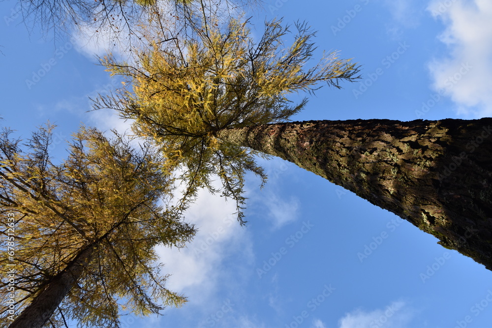 Lärchen im Herbst