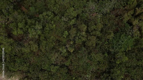 Top down view forest. Aerial top down view of tropical jungle green rainforest. Bird eye view of Green exotic wilderness landscape in Bali