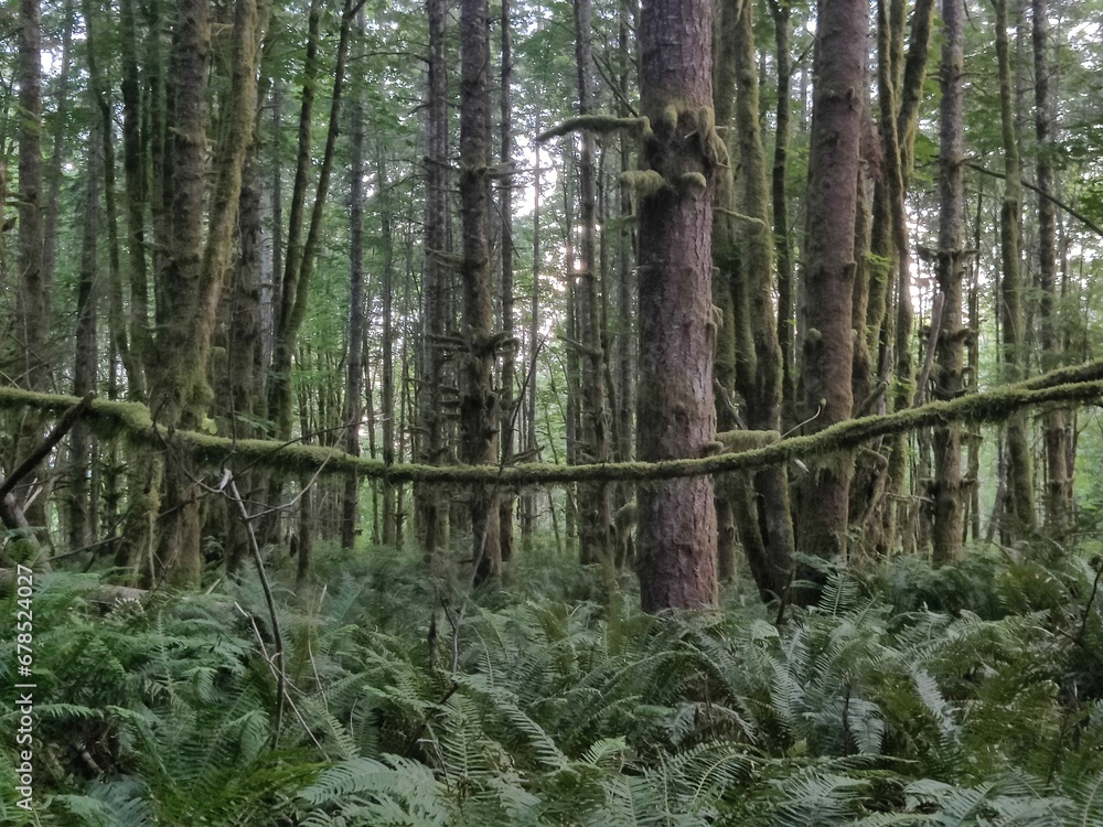 Fallen tree Fallen tree