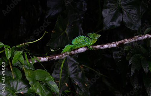 basilisco, costa rica