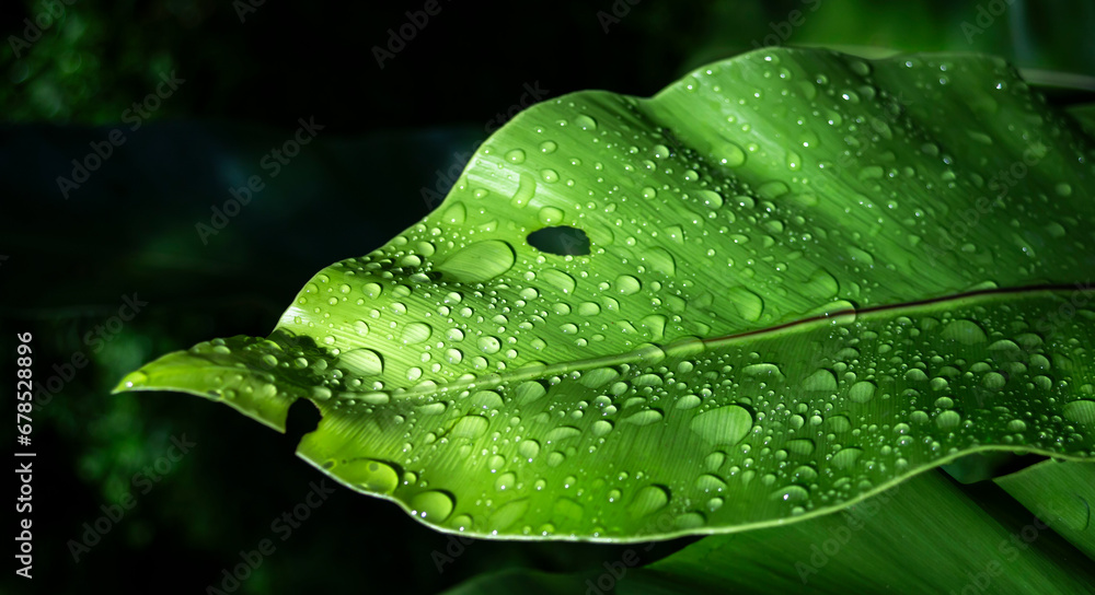 Water droplets on a leaf of a tropical plant in the rain - obrazy, fototapety, plakaty 