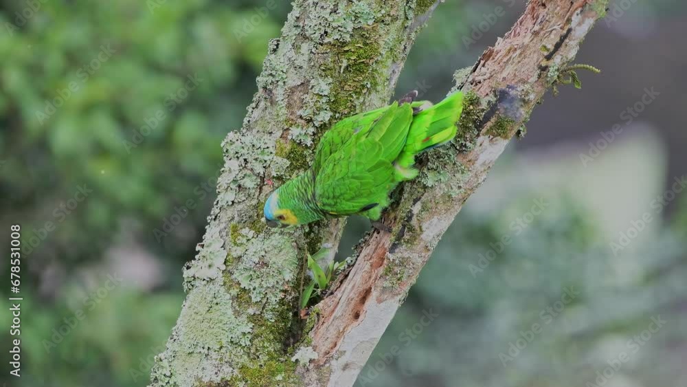 Turquoise-fronted parrot pecking on tree barks. Mata Atlantica, Brazil Turquoise-fronted parrot pecking on tree barks. Mata Atlantica, Brazil
