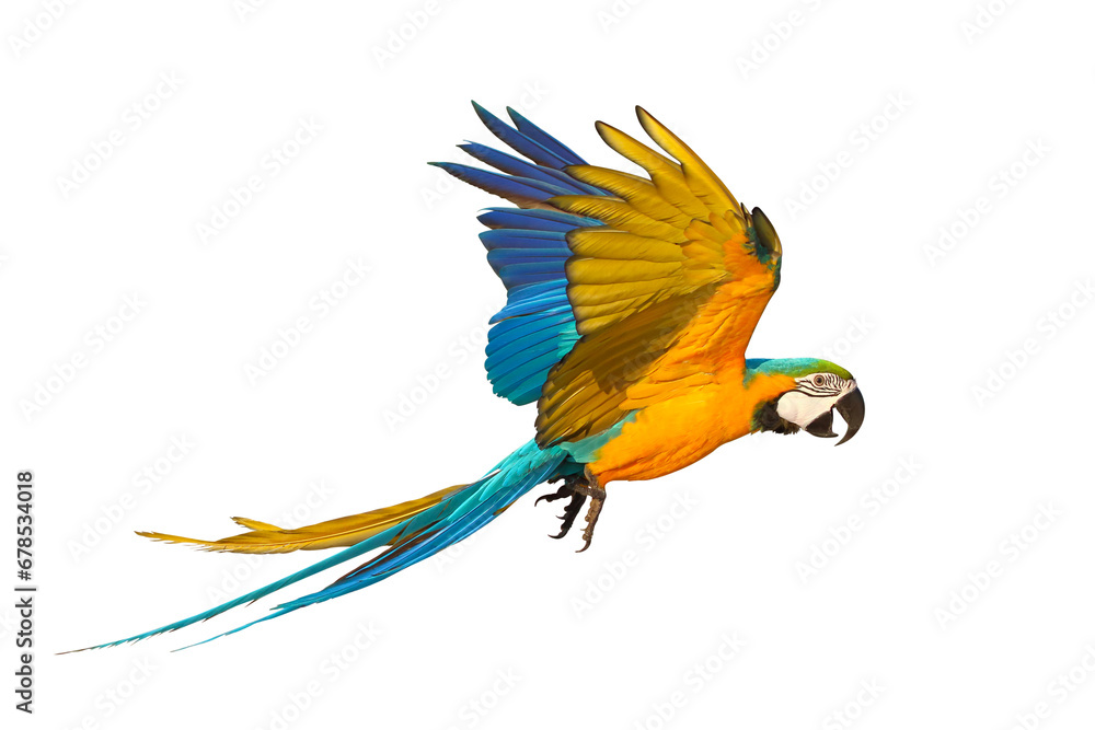 Fototapeta premium Beautiful flying parrot isolated on transparent background png file