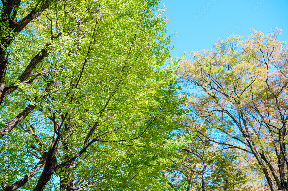 初秋のイチョウの葉
