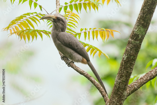 Malabar Gray Hornbill perched on a tree branch
