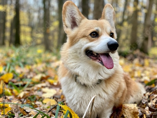 cute dog in the forest. dog in autumn forest. Corgi in the autumn forest.