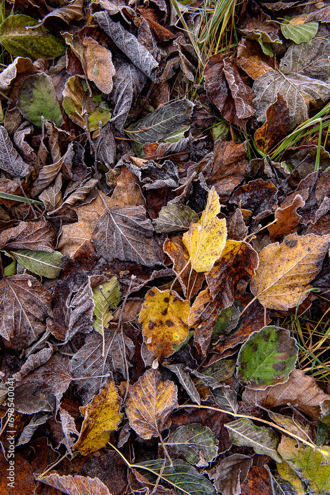fallen autumn leaves in the frost on the ground. natural background of withered leaves