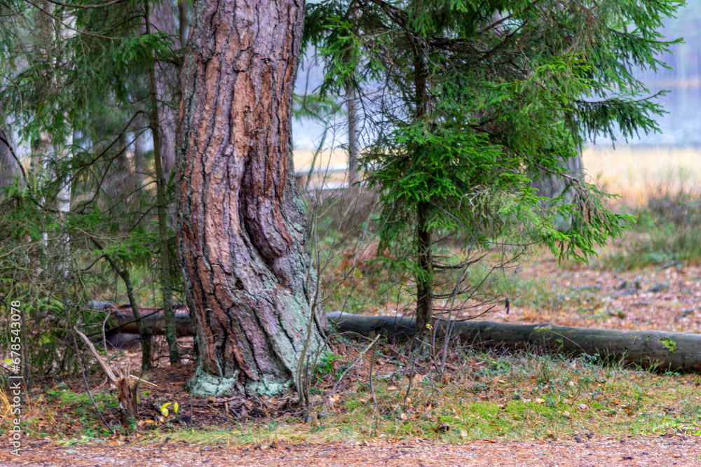 Fototapeta premium swamp pines, grass, mosses, lichens, forest and swamp vegetation, rainy and cloudy day,