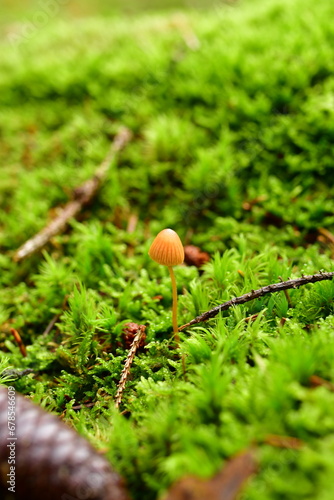 Forest floor in autumn fall with leaves and moss