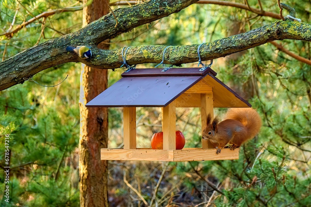 Squirrel in a bird feeder in a city park. Squirrel in a bird feeder in a city park.