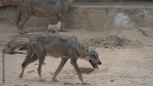 Arabian wolf (Canis lupus arabs) is a subspecies of gray wolf native to the Arabian Peninsula—to the west of Bahrain, as well as Oman, southern Saudi Arabia, and Yemen. D.G Khan Zooin Pakistan.  photo