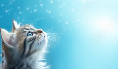 Adorable cat looking  up with warm light background