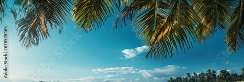 Palm Tree On Tropical Beach Blue , Banner Image For Website, Background abstract , Desktop Wallpaper