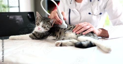 Female veterinarian examines cat using ultrasound in clinic. Pet medical examination and veterinary medicine and pet care photo