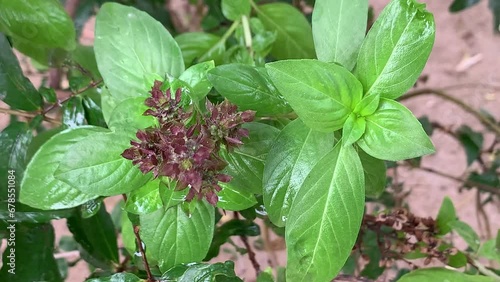 Basil. Fresh basil leaves.Basil plant,close up.Nature, food, ingredient, agriculture.The basil is an excellent herb spice for adding flavor to soups, sauces, fish and meat dishes. photo