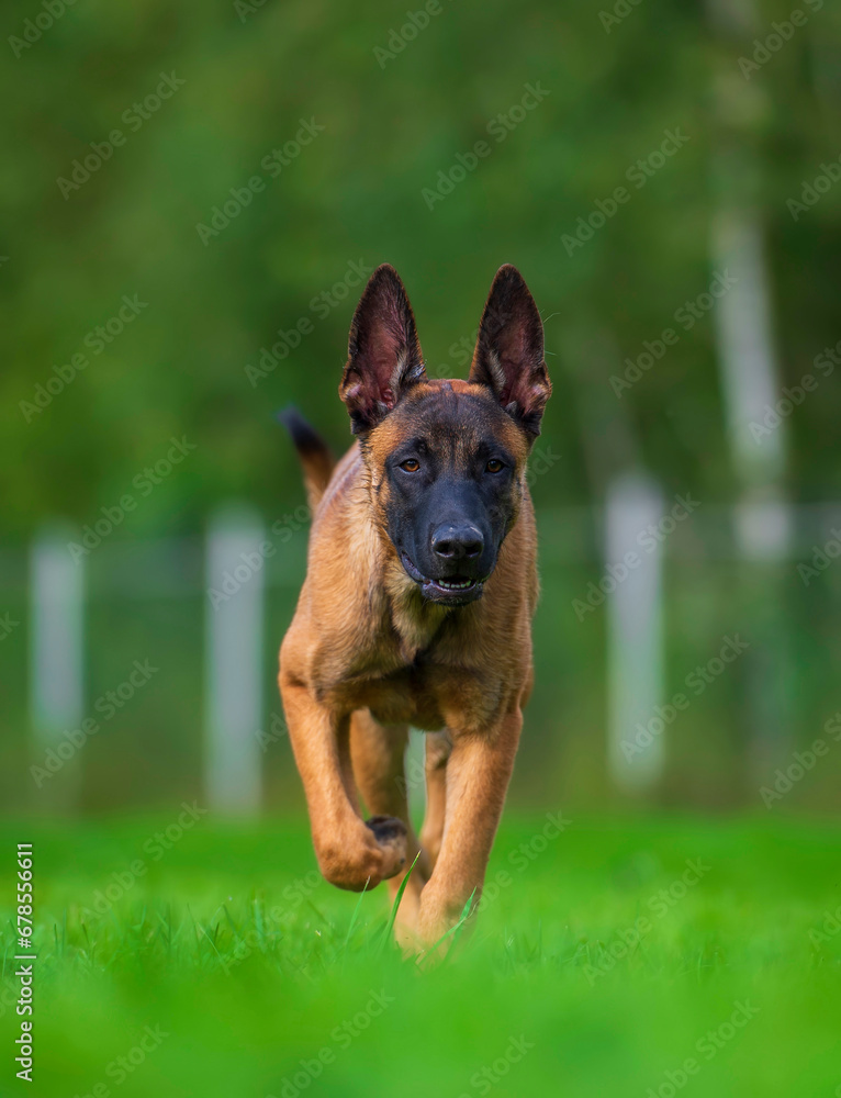 Belgian shepherd malinois puppy running on grass Belgian shepherd malinois puppy running on grass
