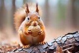 a squirrel nibbling on a nut in its drey
