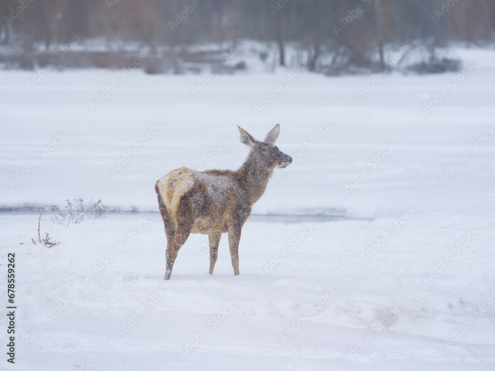 female elk stands against the background of a forest during a blizzard and snowfall female elk stands against the background of a forest during a blizzard and snowfall
