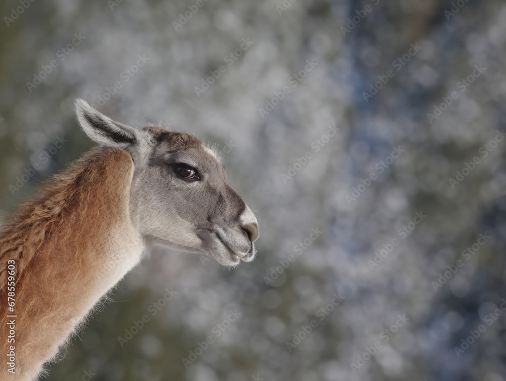 Obraz premium portrait llama on a blurred gray background